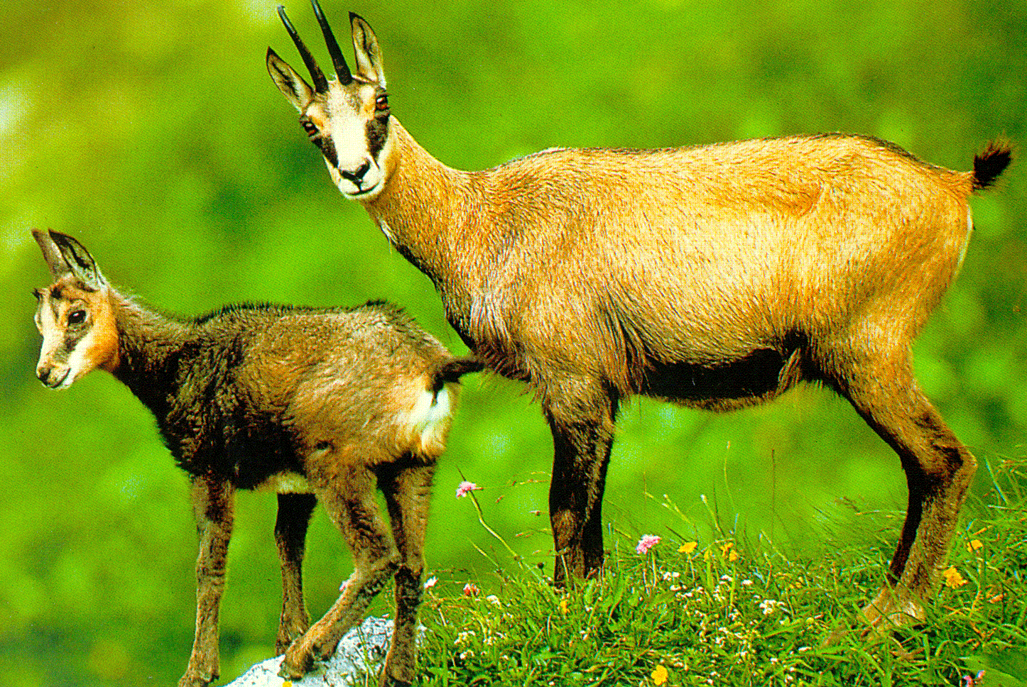 Chamois