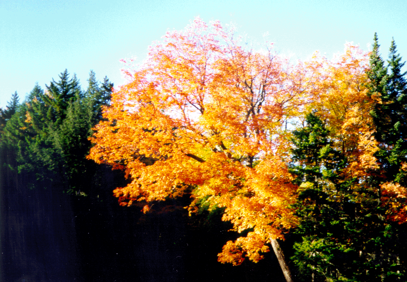 Golden Leaves