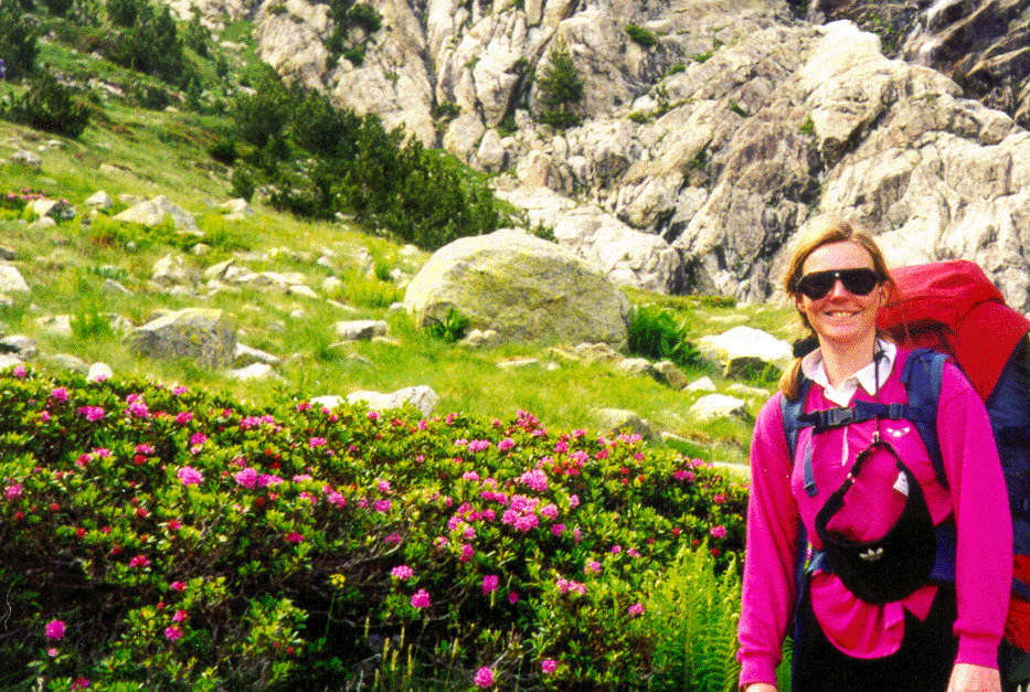 Rhodedendrons