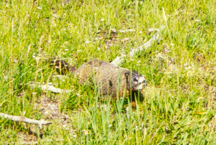 Marmotte