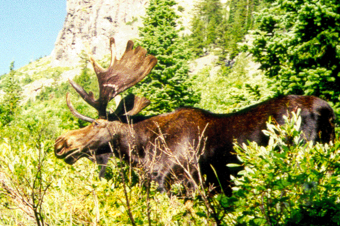 Mr Moose