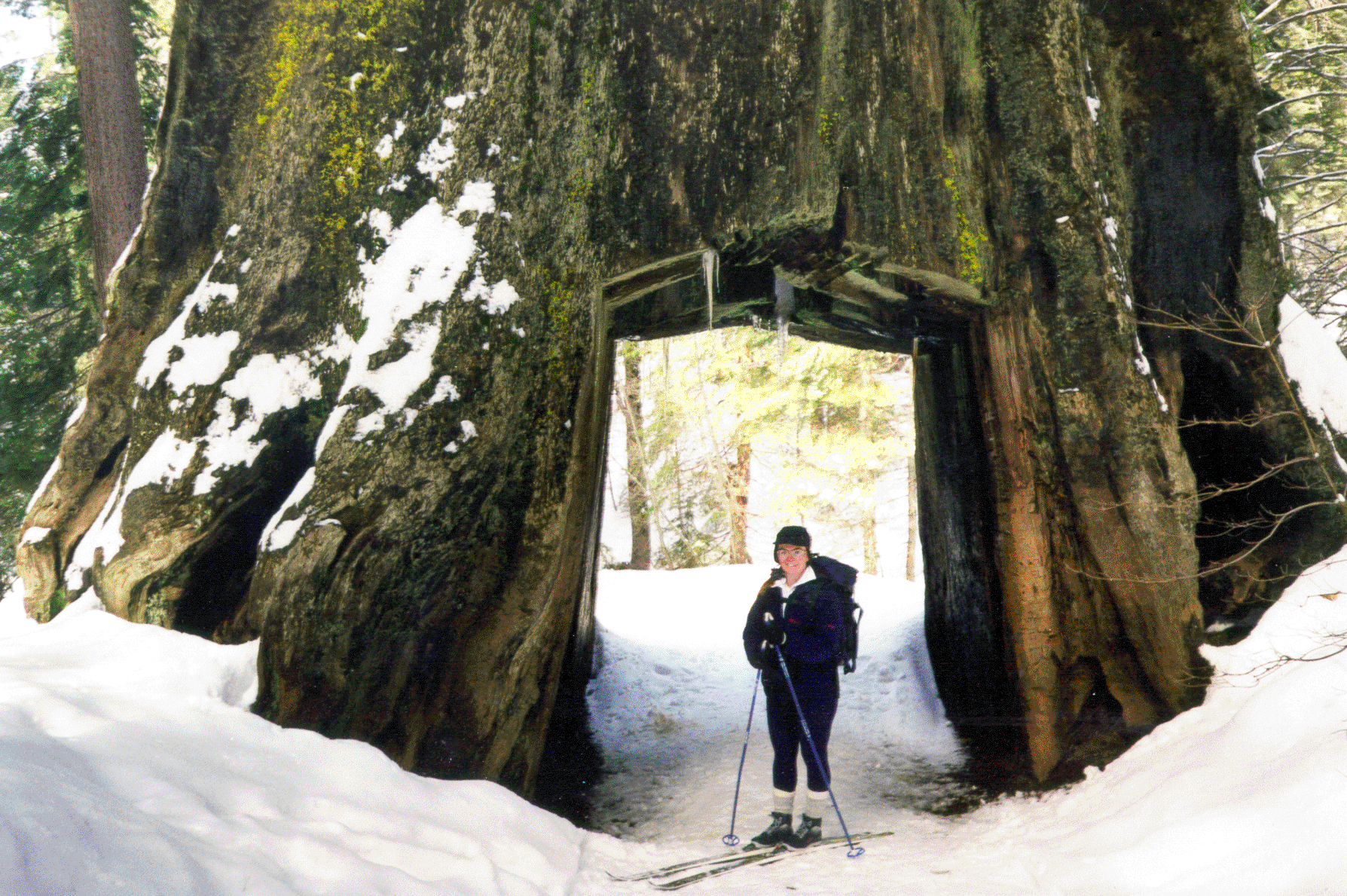 Giant Sequoia